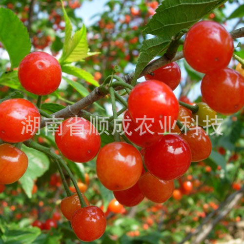 南方甜櫻桃新品種-香妃櫻桃 南方甜櫻桃新品種-香妃櫻桃