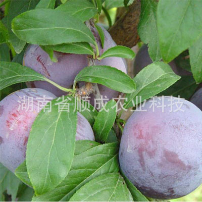 矮布林李 矮布林李