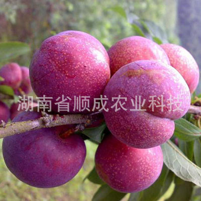 澳洲紅肉李 澳洲紅肉李