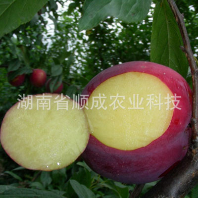 伏里紅李 伏里紅李