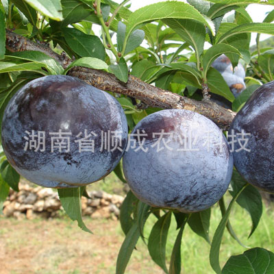 黑寶石李 黑寶石李