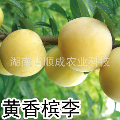 黃香檳李 黃香檳李