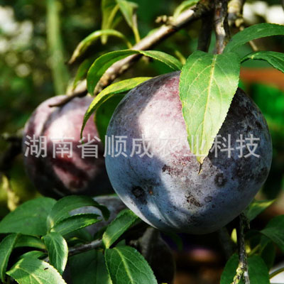 美國(guó)大黑李 美國(guó)大黑李