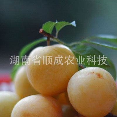 南非黃金李 黃布林李 南非黃金李 黃布林李