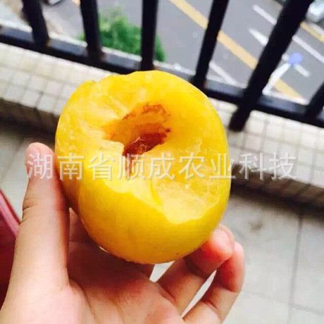 黃金奈李 黃金奈李