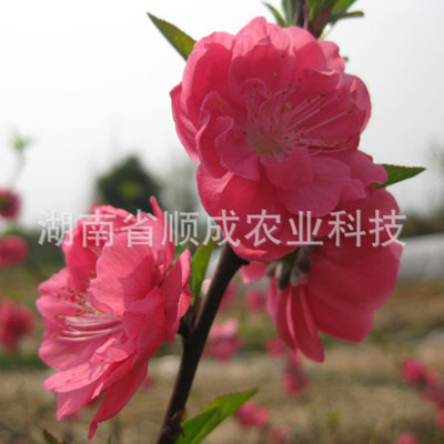 花桃仙子 花桃仙子